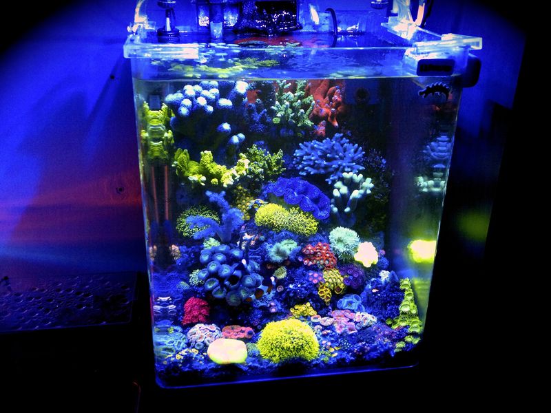 Nano reef aquarium - one of the best we've seen