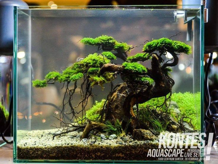 Tree scene in small BiOrb aquarium