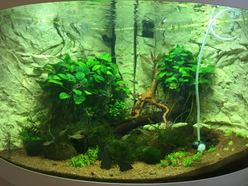 A planted aquarium will help more fish breed