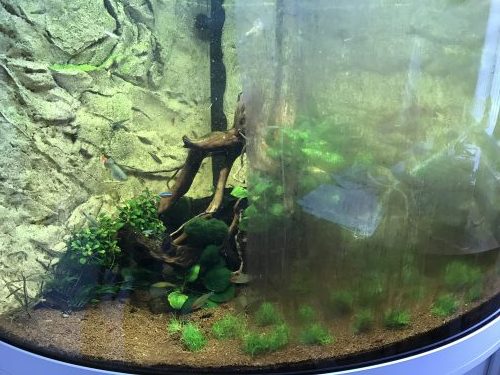 Algae cleaned off corner fish tank