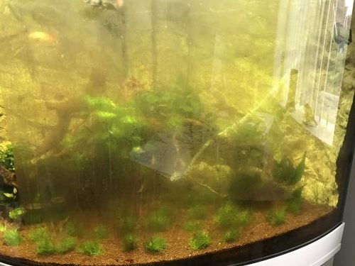 Bad algae on fish tank