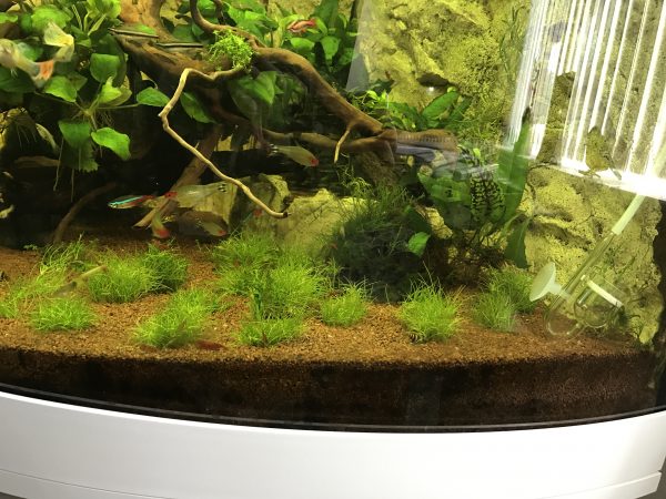 Sloping gravel creates a more natural effect in a corner tank