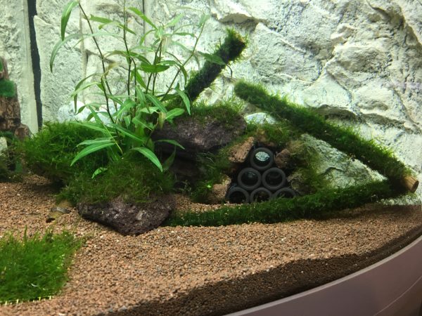 Shrimp house in tank