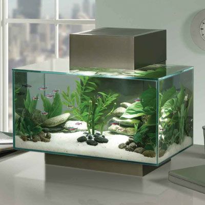 Modern kitchen fish tank idea