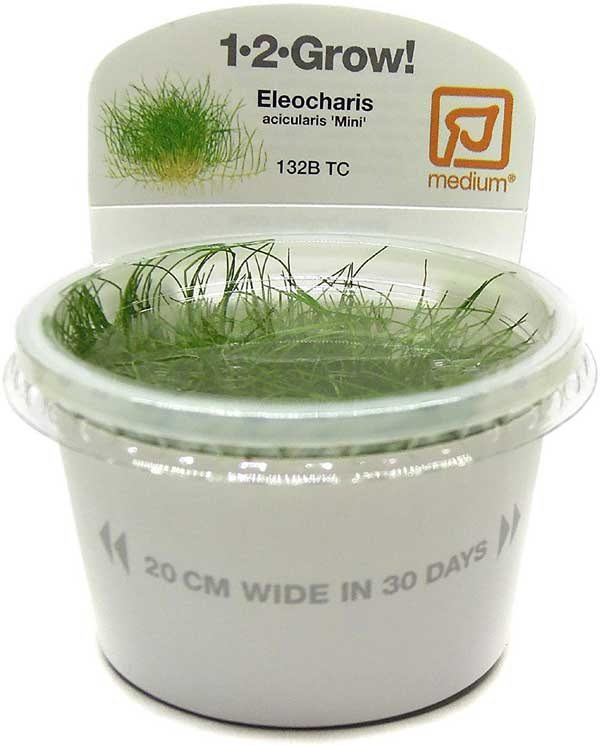 Dwarf Hairgrass Eleocharis