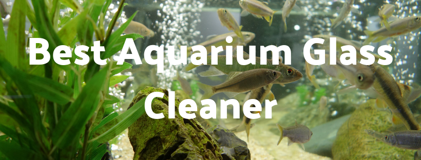 Aquarium Glass Cleaner Guide - How to clean your tank
