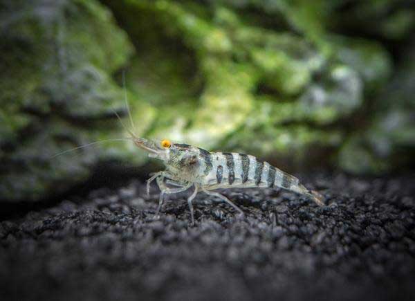 babaulti zebra shrimp for nano tanks
