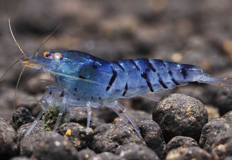blue tiger shrimp for nano tank