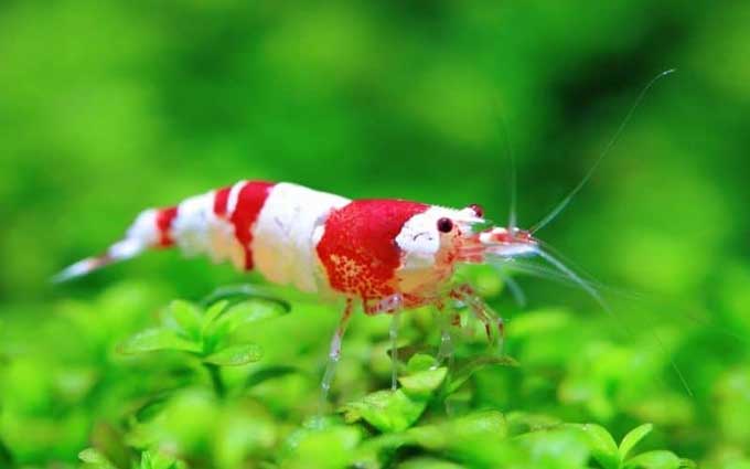 crystal red shrimp