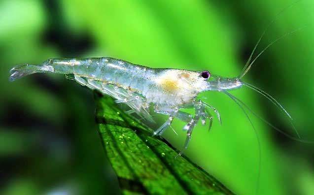 ghost shrimps for nano tanks