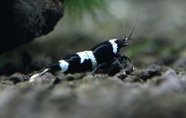 panda shrimp for nano tanks