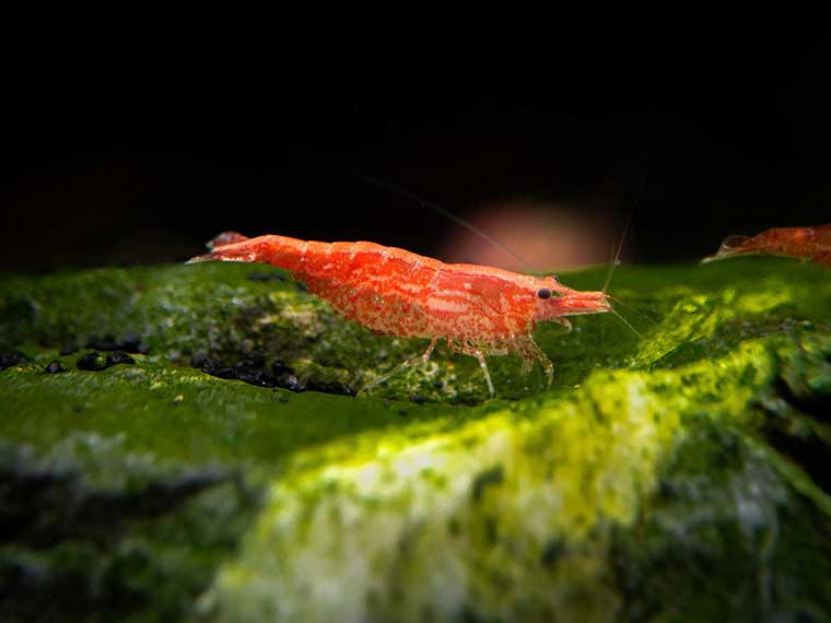 red cherry shrimp for nano tanks
