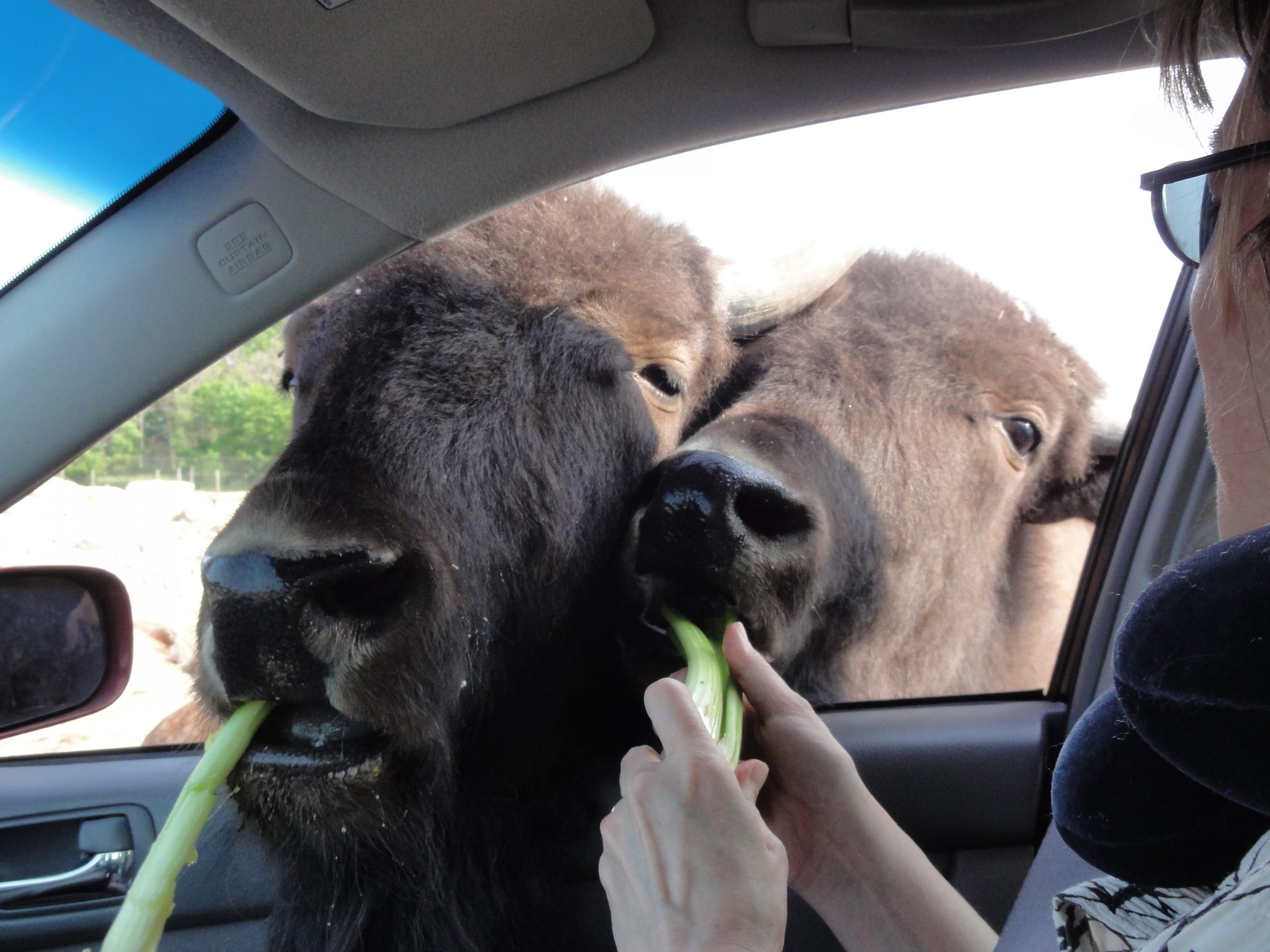 African Safari Wildlife Park