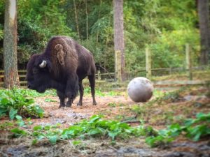 Delmarva Zoological Society