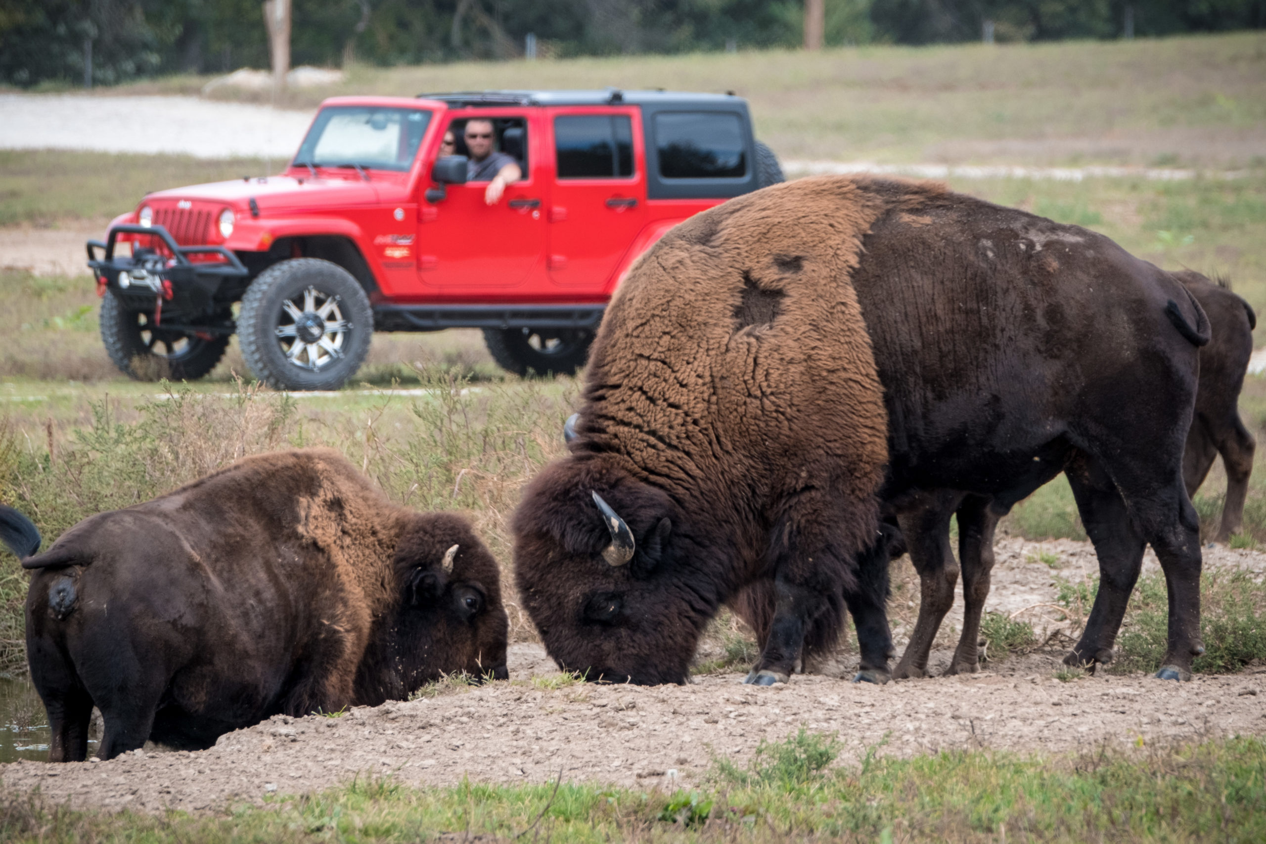 Lee G. Simmons Conservation Park & Wildlife Safari