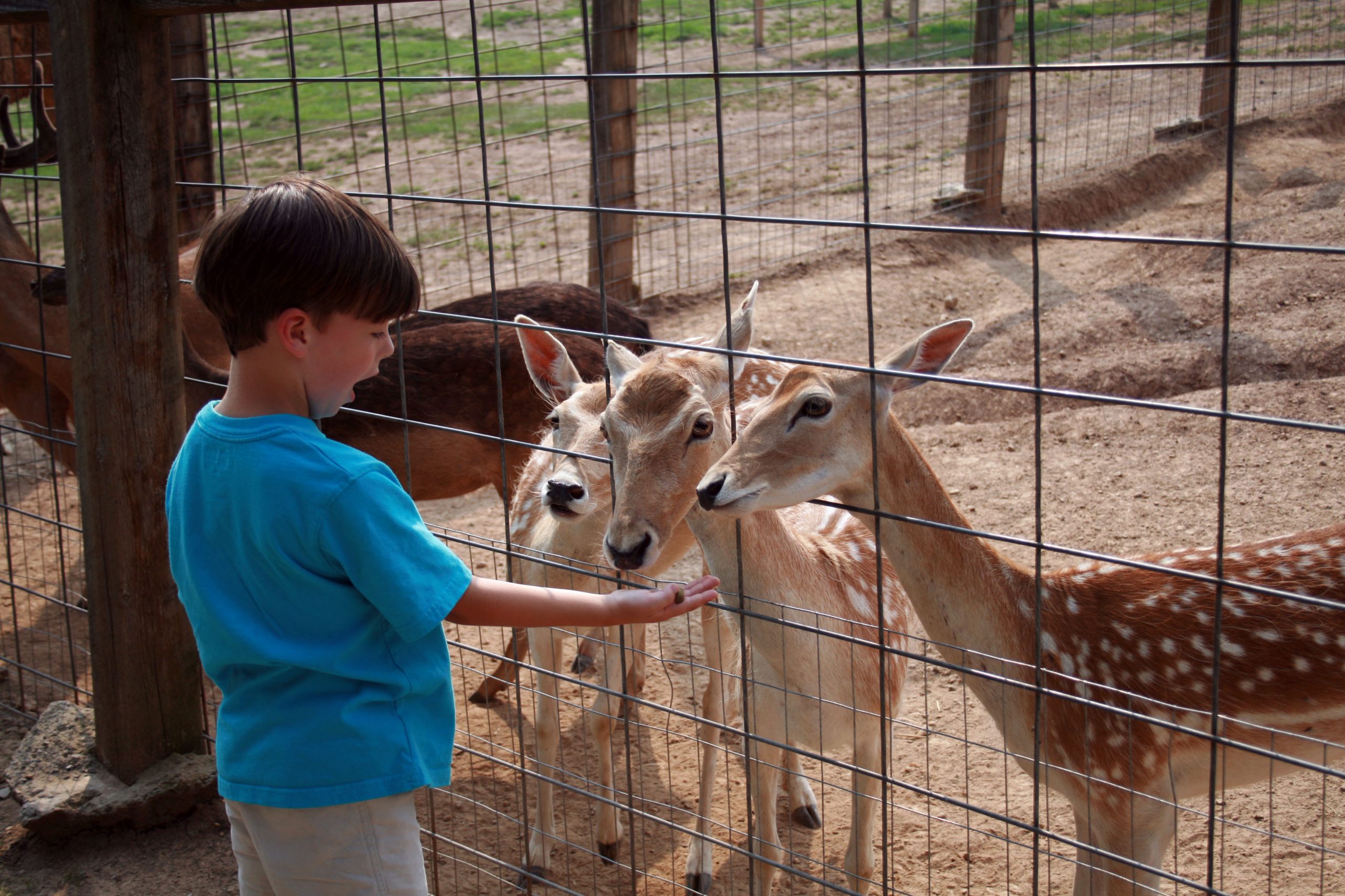 Little Ponderosa Zoo And Rescue