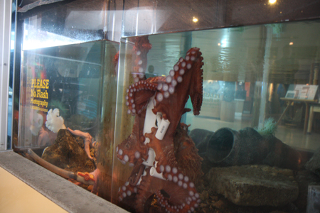 Mark O. Hatfield Marine Science Center Aquarium Newport