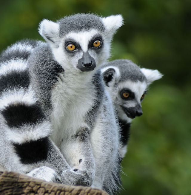 Michigan City Zoological Society