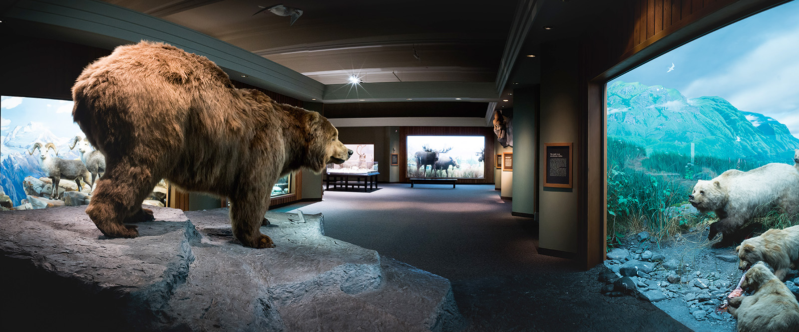 Museum Of North American Wildlife