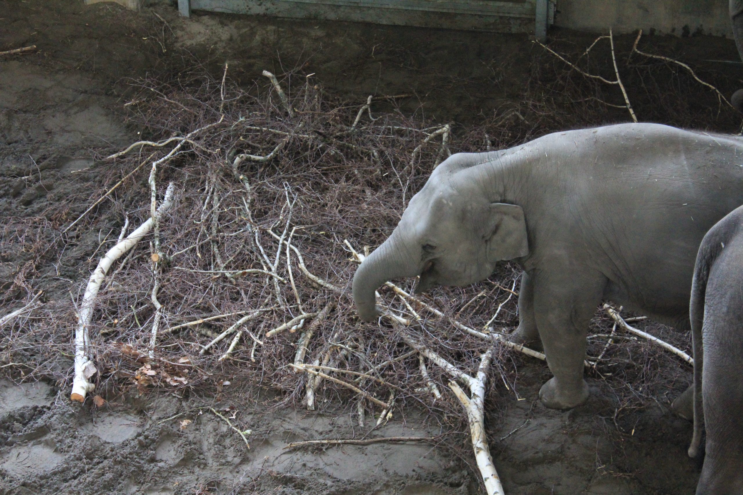 Oregon Zoo/Horticulture