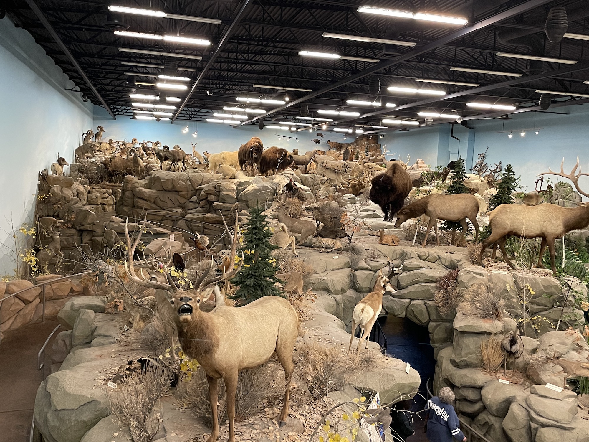 Rosenbruch Wildlife Museum