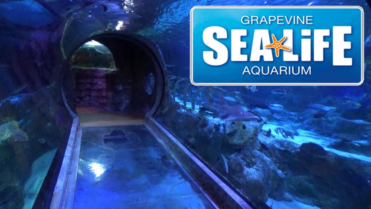 Sea Life Aquarium – Grapevine